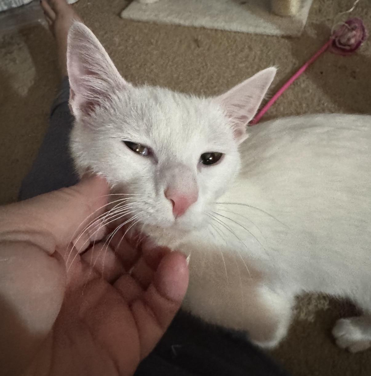 Neko, a Adoptable Domestic Short Hair in Maineville, OH image 3/4