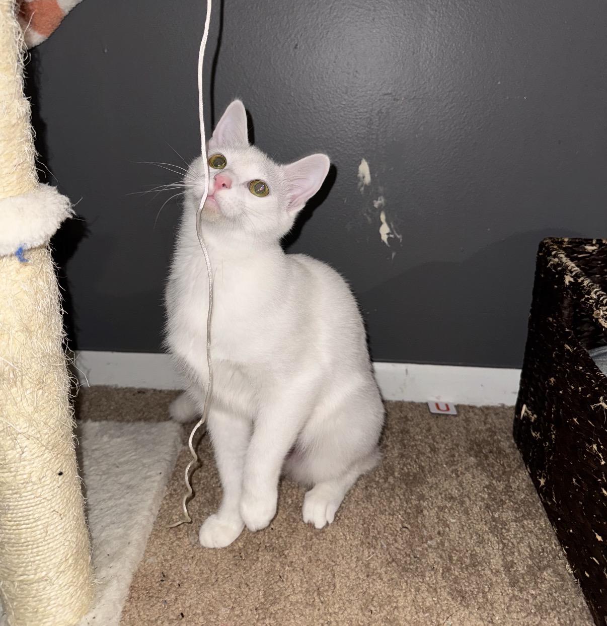 Neko, a Adoptable Domestic Short Hair in Maineville, OH image 4/4