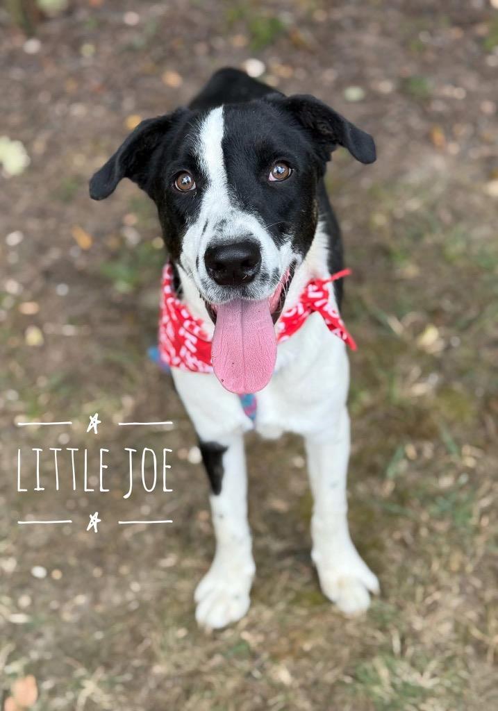 Little Joe, Adoptable, Young Male Australian Shepherd & Mixed Breed.