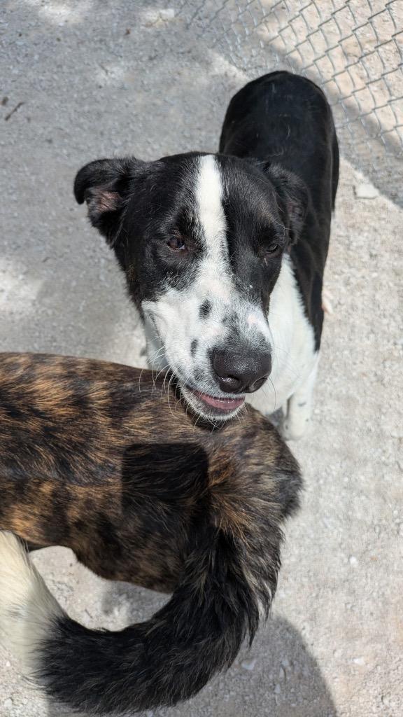 Enlarge Little Joe, a Adoptable mixed breed in Carthage, MO image 1/1