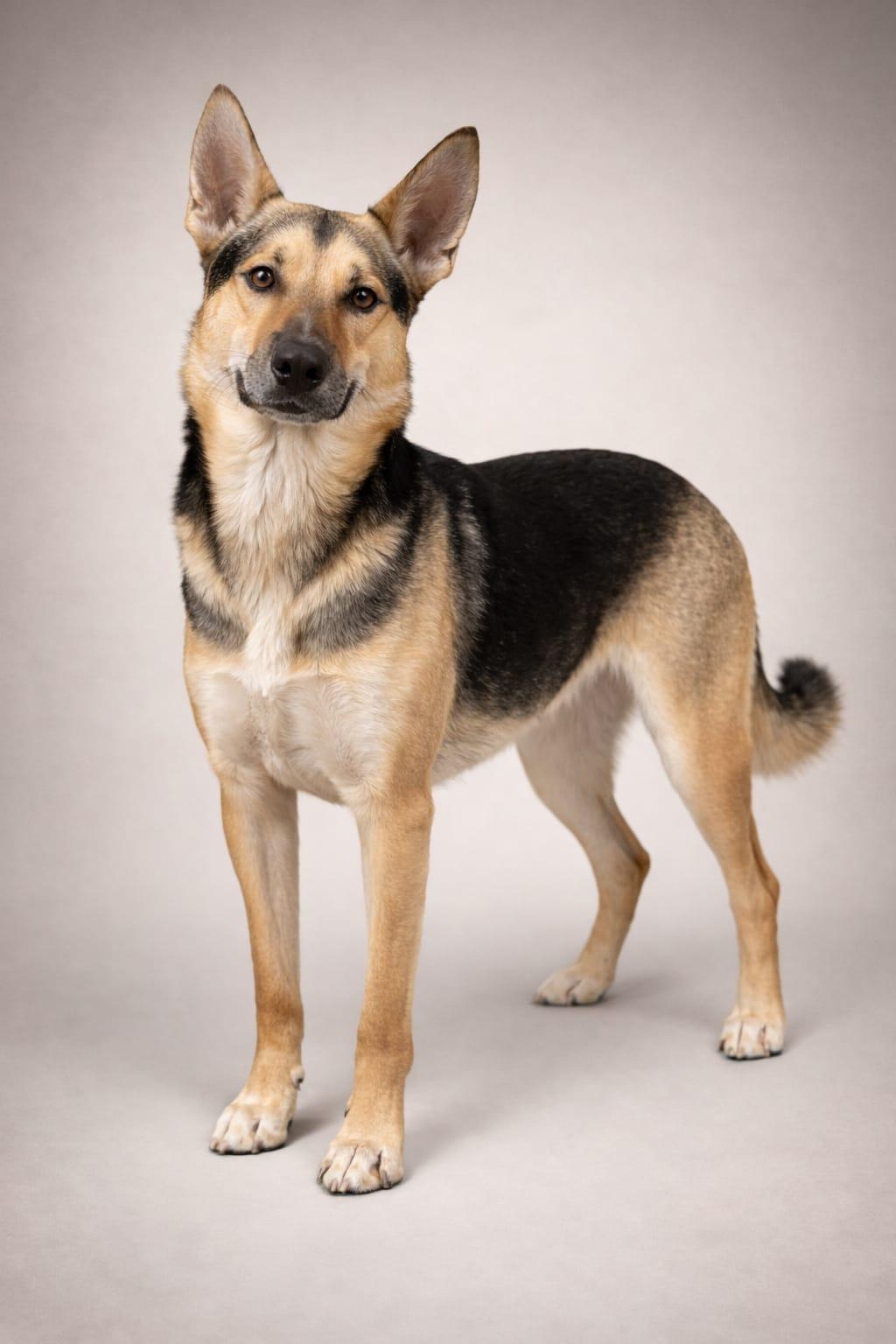 Uranus, Adoptable, Adult Male German Shepherd Dog & Husky.