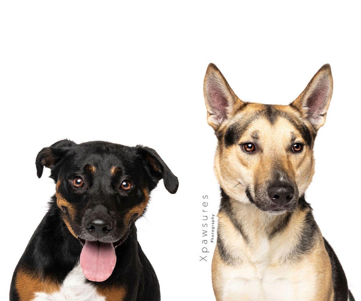 Uranus, a Adoptable mixed breed in Miami, FL image 1/4