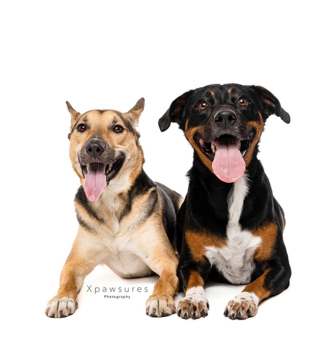 Uranus, a Adoptable mixed breed in Miami, FL image 4/4