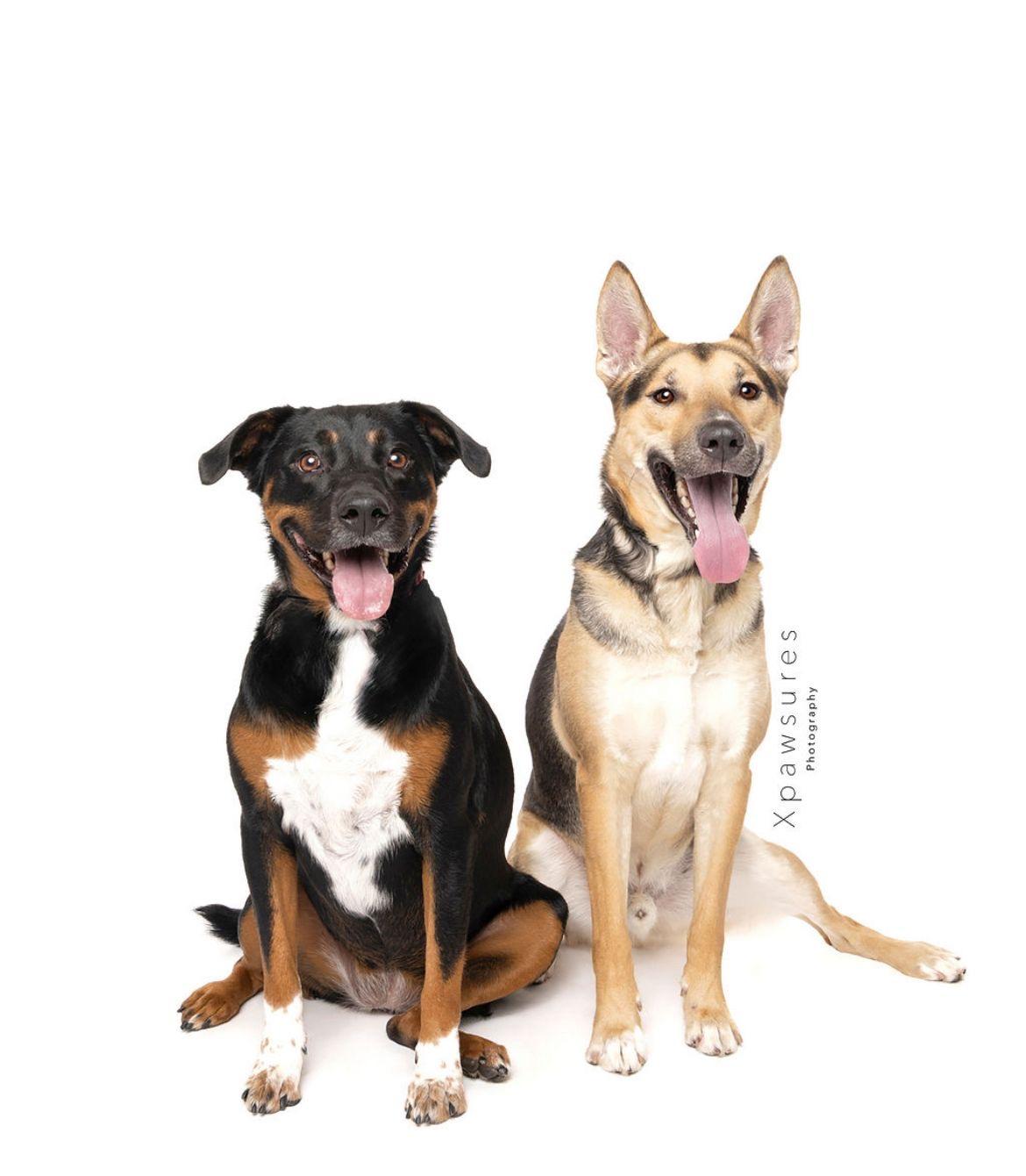 Uranus, a Adoptable mixed breed in Miami, FL image 3/4