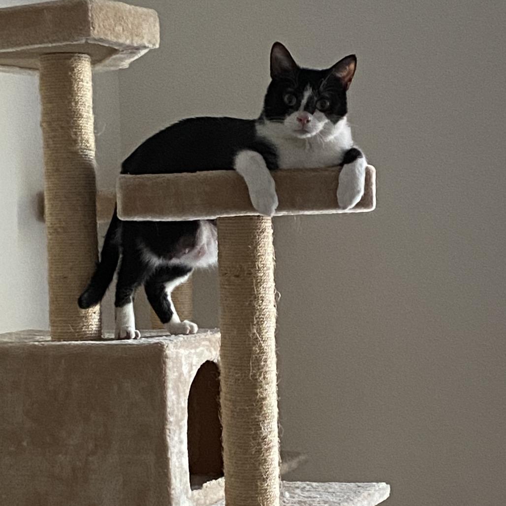 Tuck, Adoptable, Senior Male Domestic Short Hair.