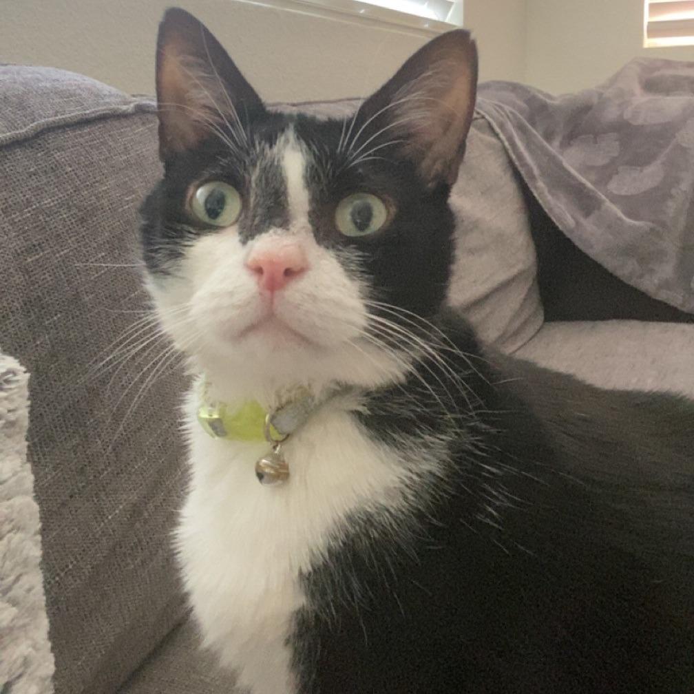 Enlarge Tuck, a Adoptable Domestic Short Hair in Las Vegas, NV image 2/3
