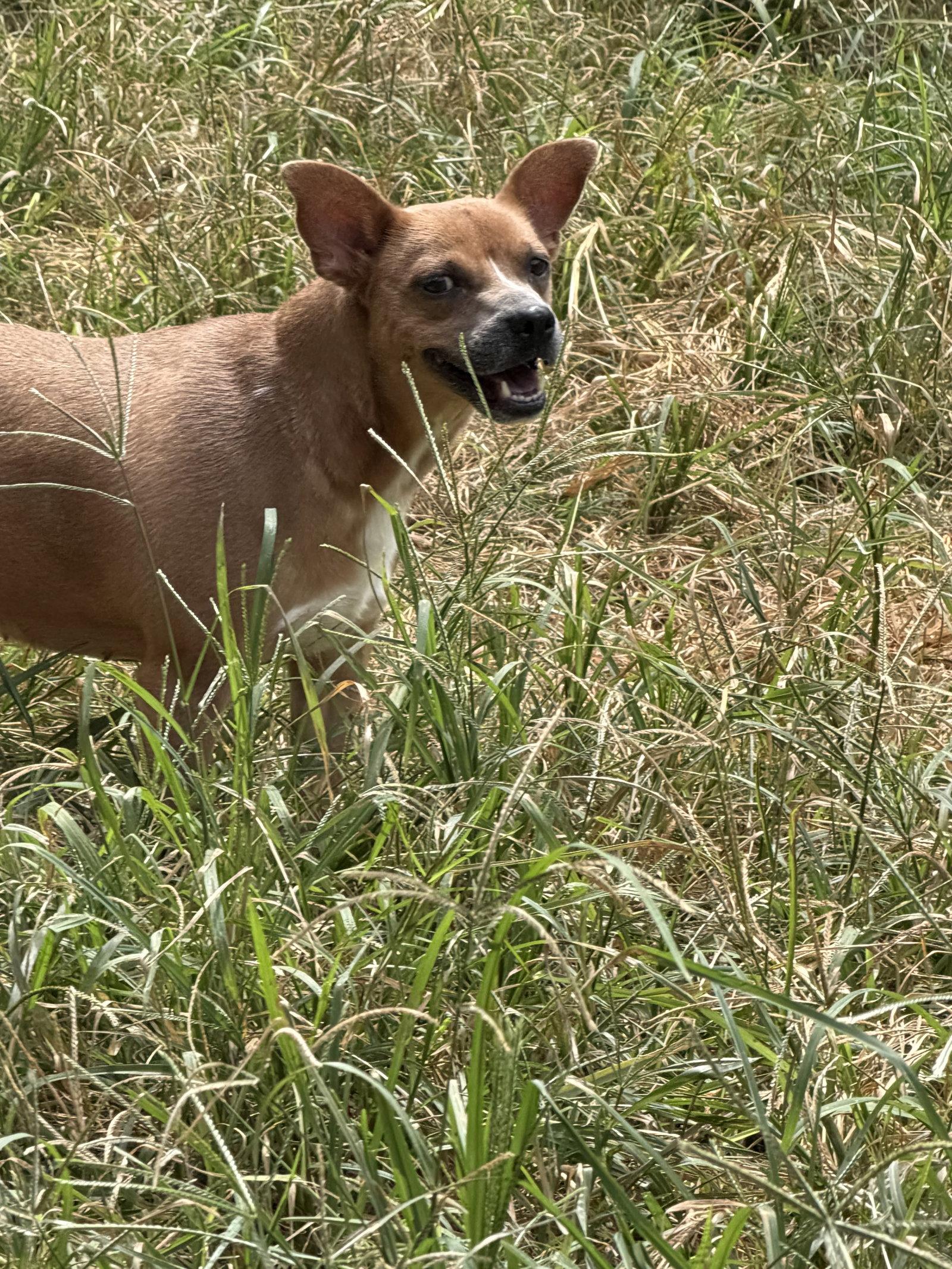 Enlarge Faith (Baby Mama), a Adoptable mixed breed in Jackson, MS image 1/3
