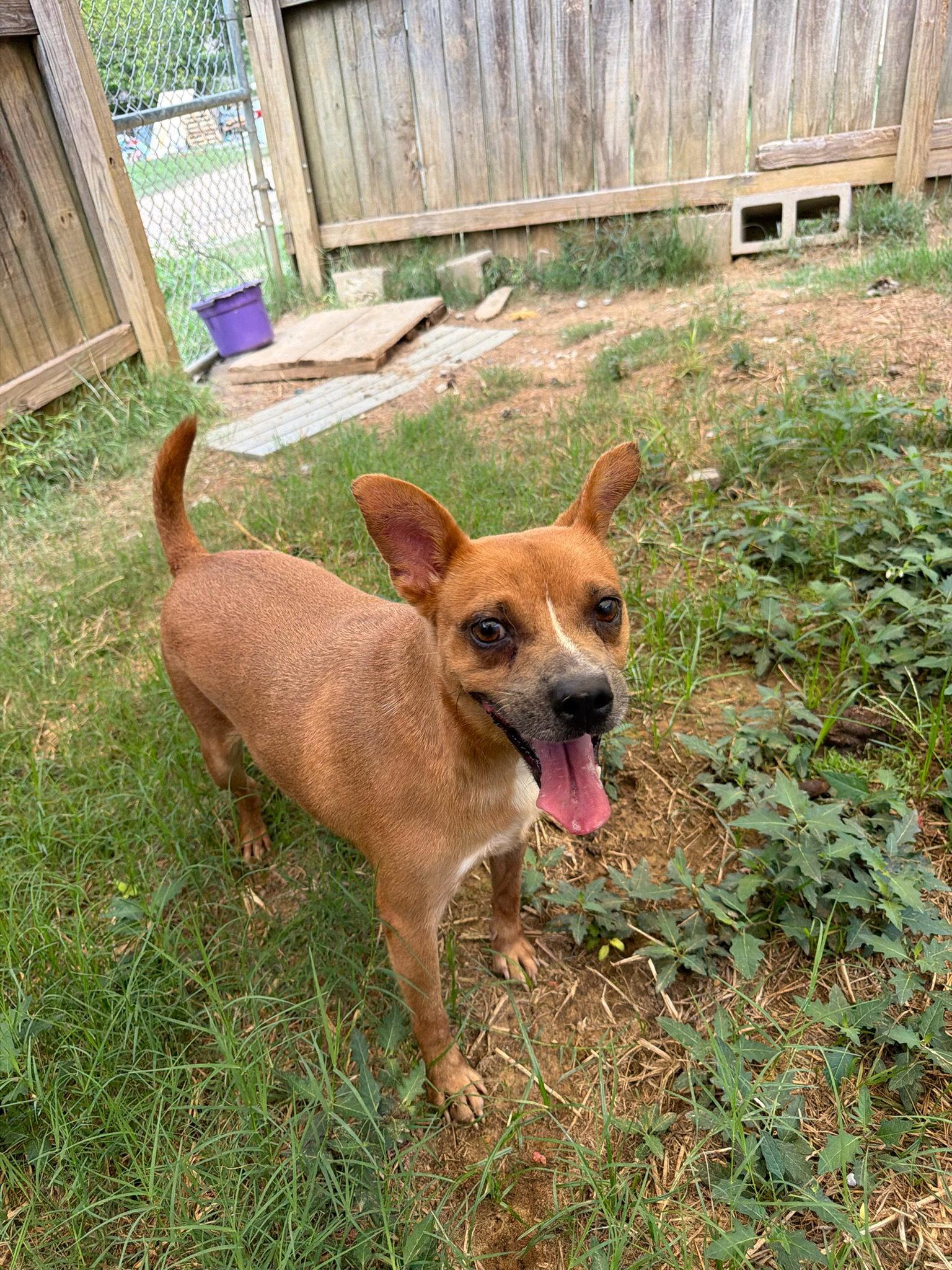 Enlarge Faith (Baby Mama), a Adoptable mixed breed in Jackson, MS image 2/3