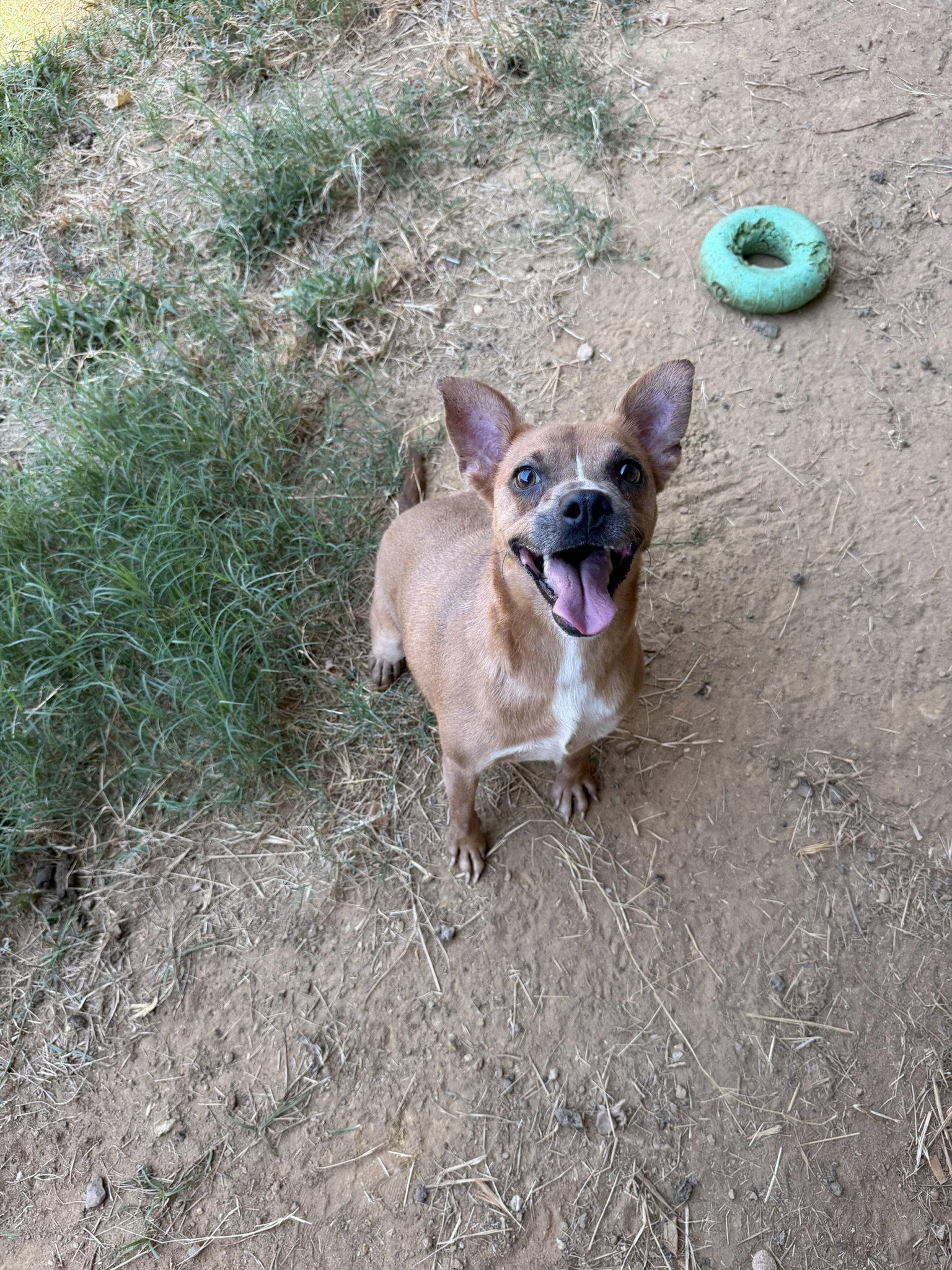 Enlarge Faith (Baby Mama), a Adoptable mixed breed in Jackson, MS image 3/3