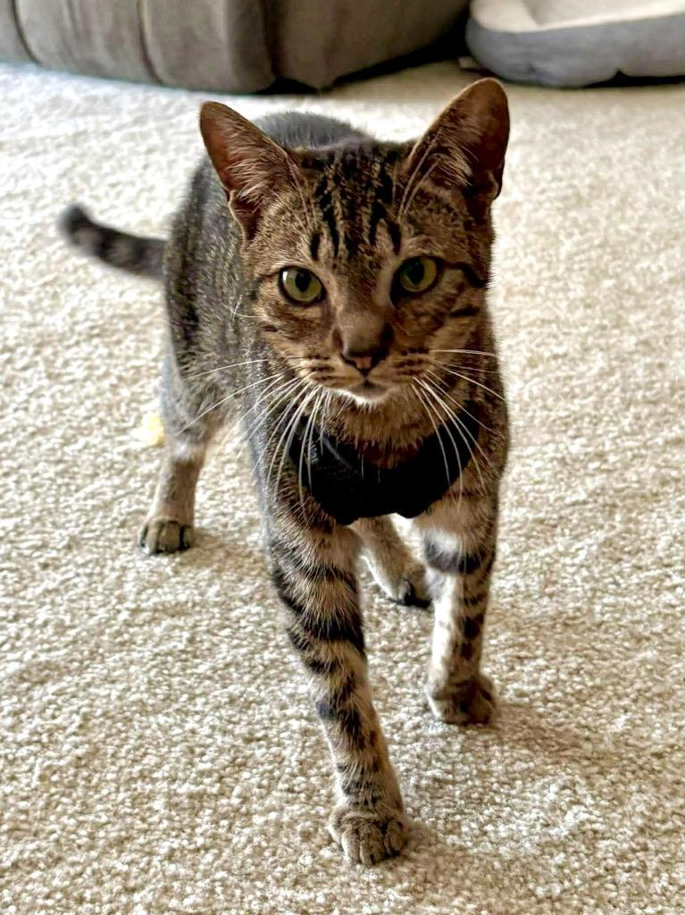 Enlarge Flynn Ryder, a Adoptable Domestic Short Hair in Augusta, GA image 1/2