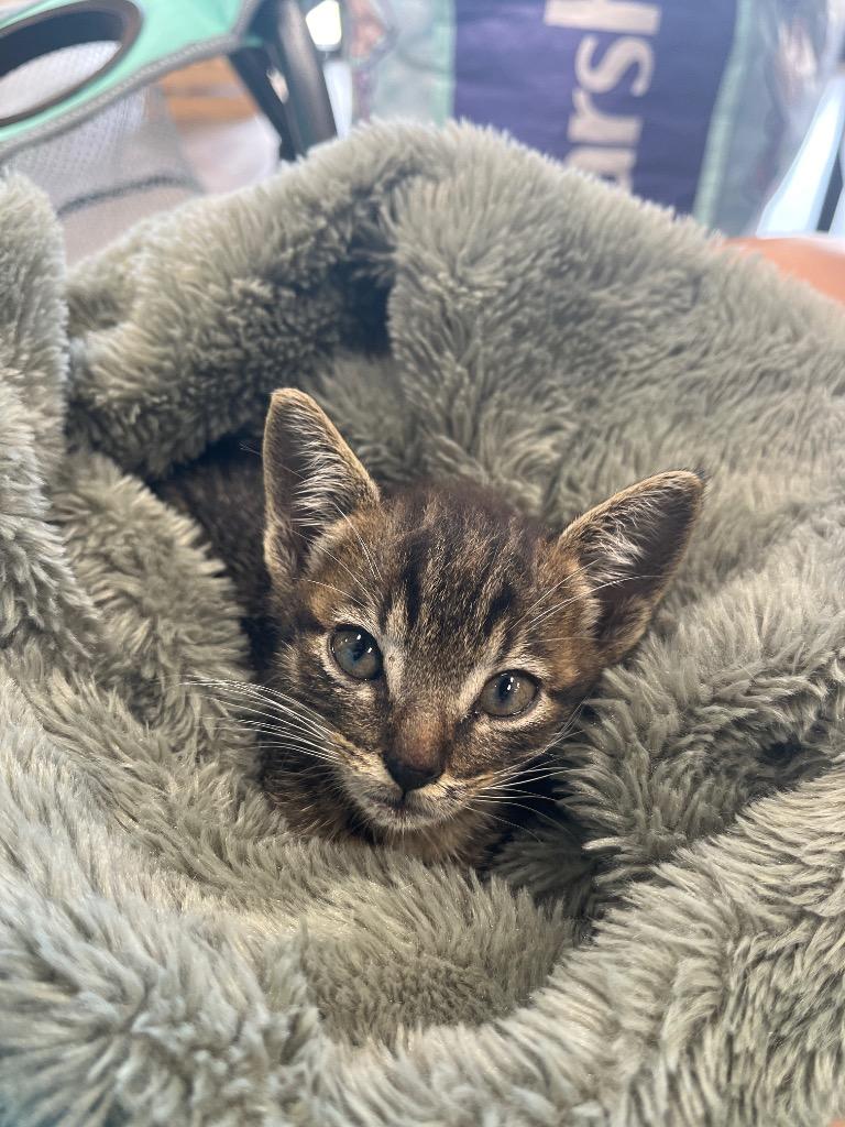 Enlarge Flynn Ryder, a Adoptable Domestic Short Hair in Augusta, GA image 1/1