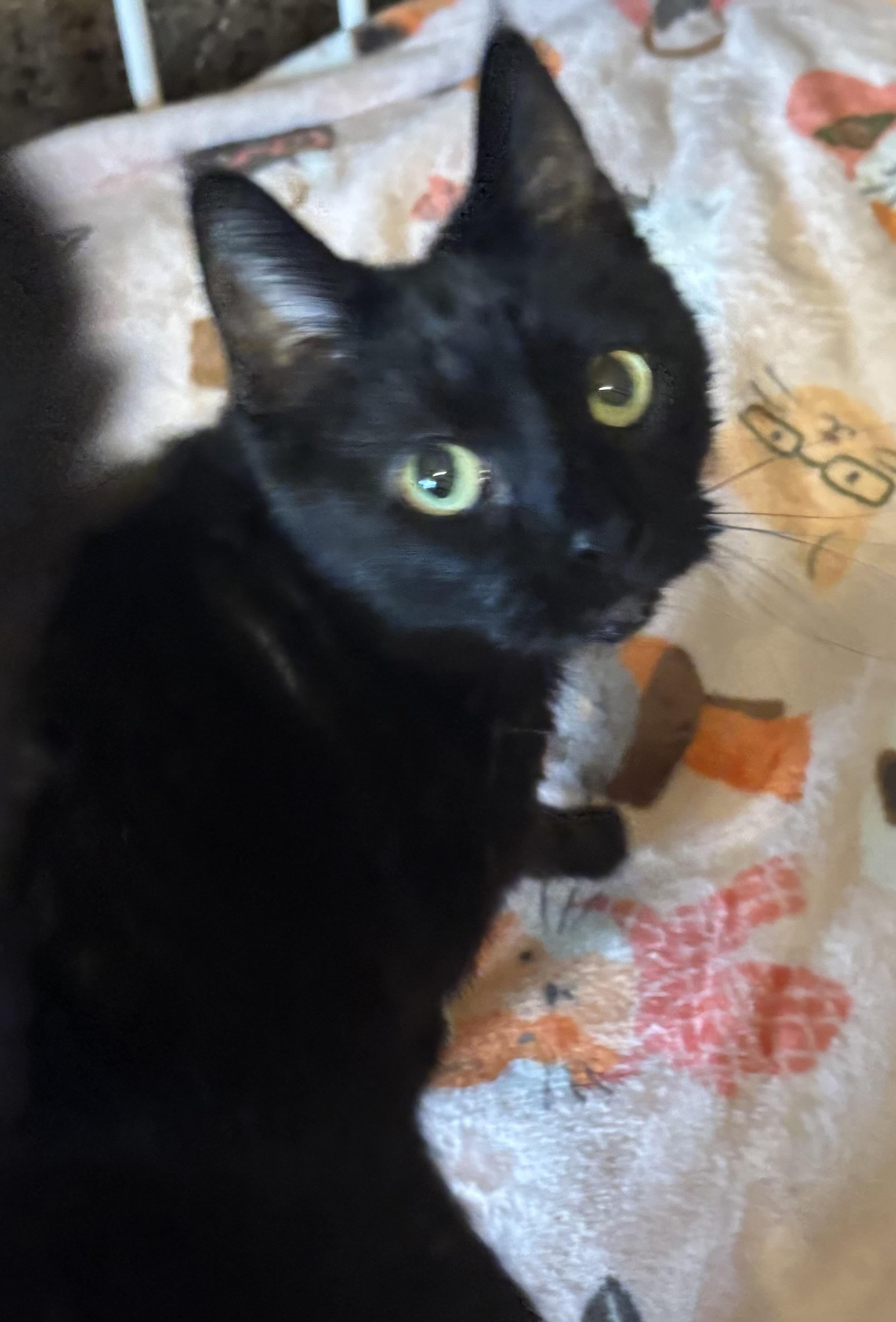 Enlarge Deena, a ADOPTABLE Domestic Short Hair in Orient, OH image 2/6