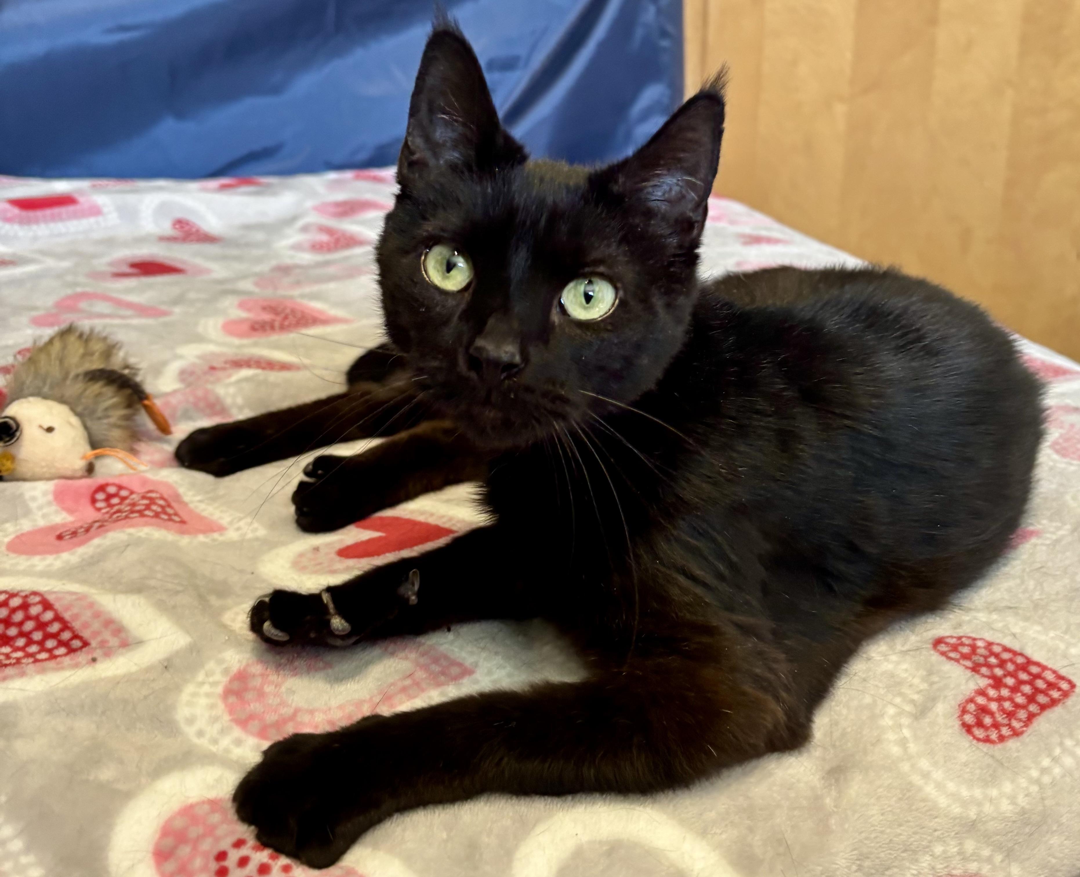 Enlarge Deena, a ADOPTABLE Domestic Short Hair in Orient, OH image 3/4