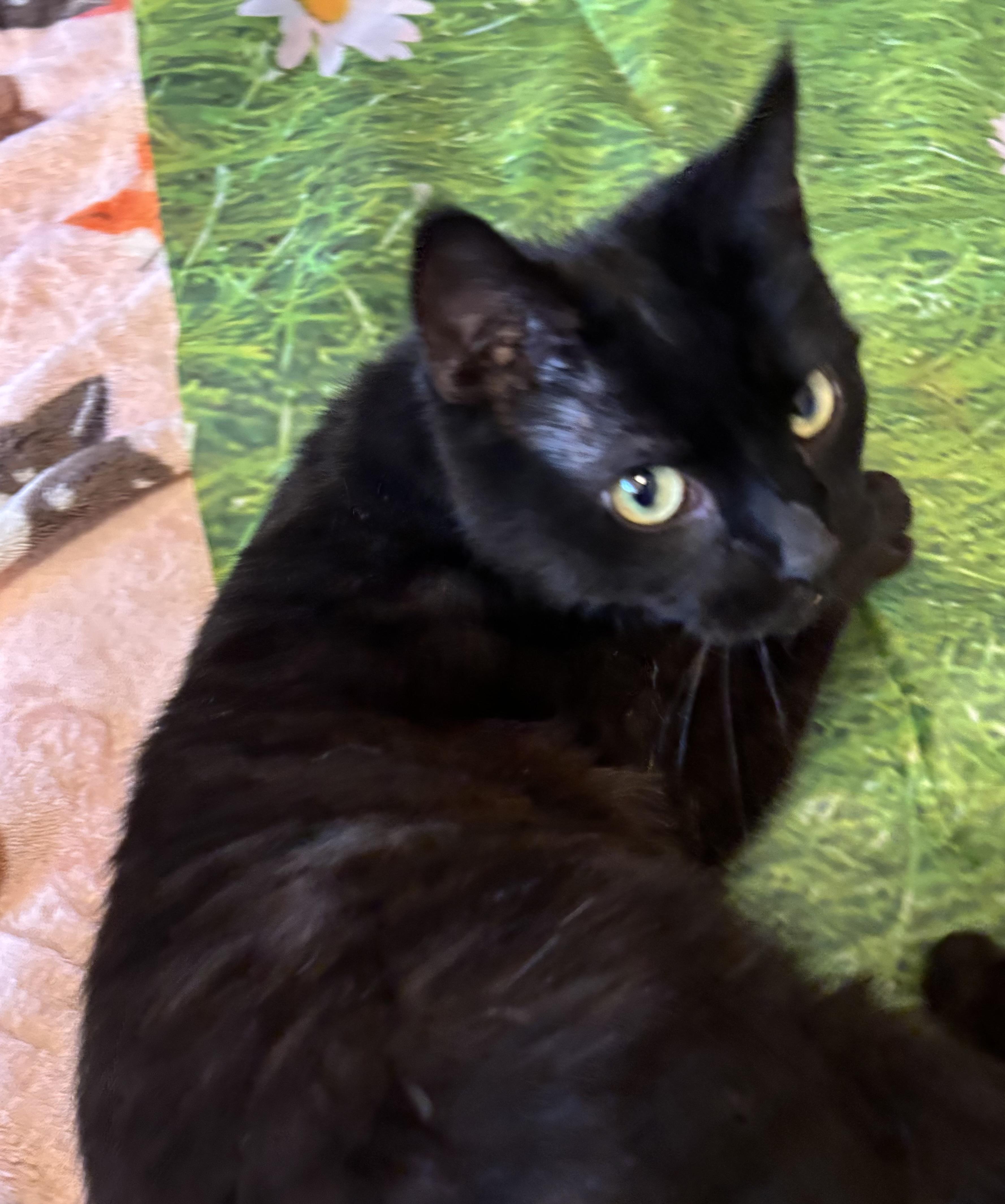 Enlarge Deena, a ADOPTABLE Domestic Short Hair in Orient, OH image 6/6