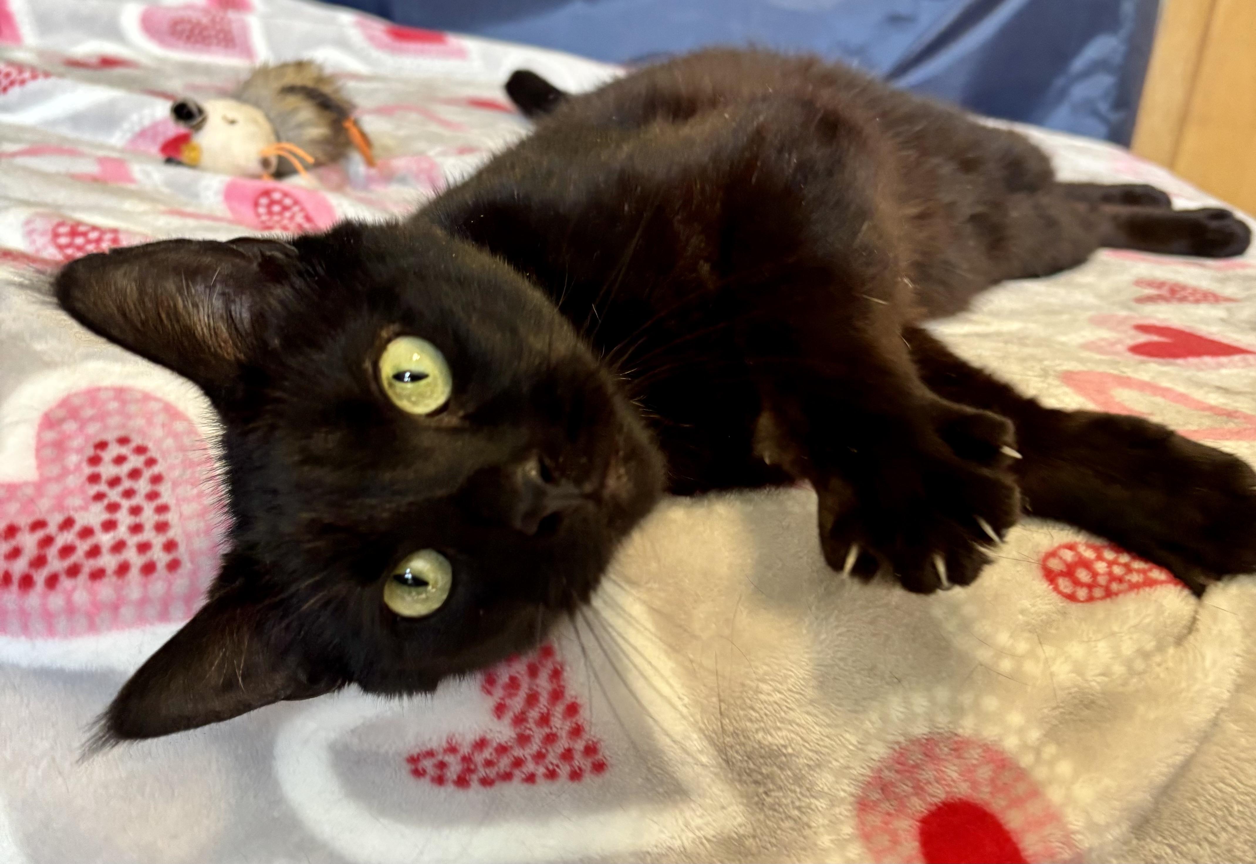 Enlarge Deena, a ADOPTABLE Domestic Short Hair in Orient, OH image 4/4