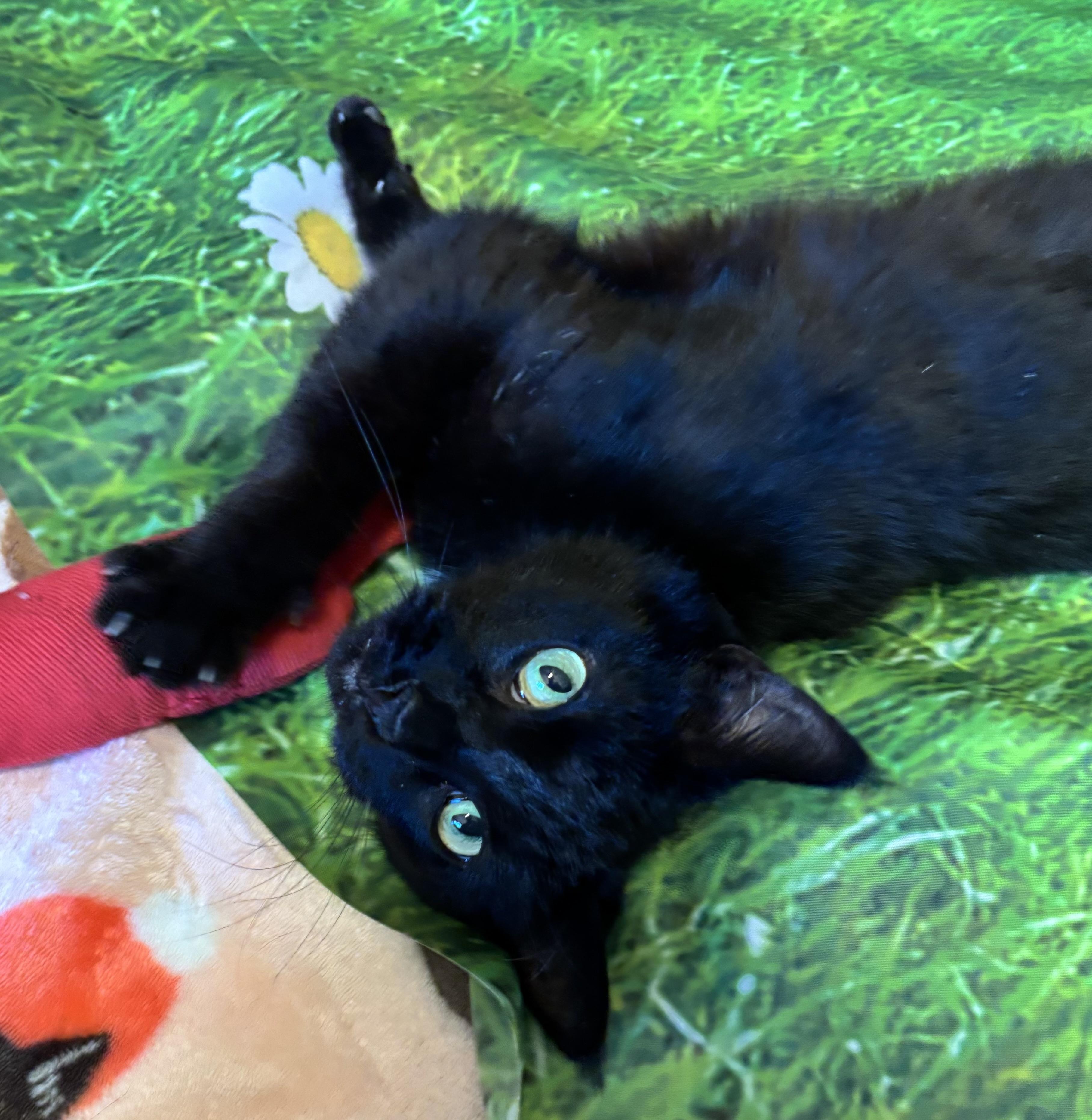 Enlarge Deena, a ADOPTABLE Domestic Short Hair in Orient, OH image 4/6