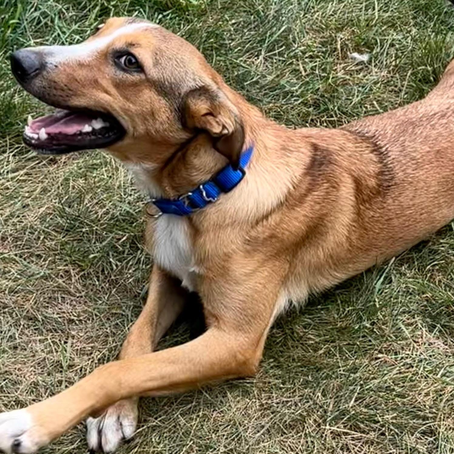 Enlarge Cookie, a ADOPTABLE Mixed Breed in Amery, WI image 3/3