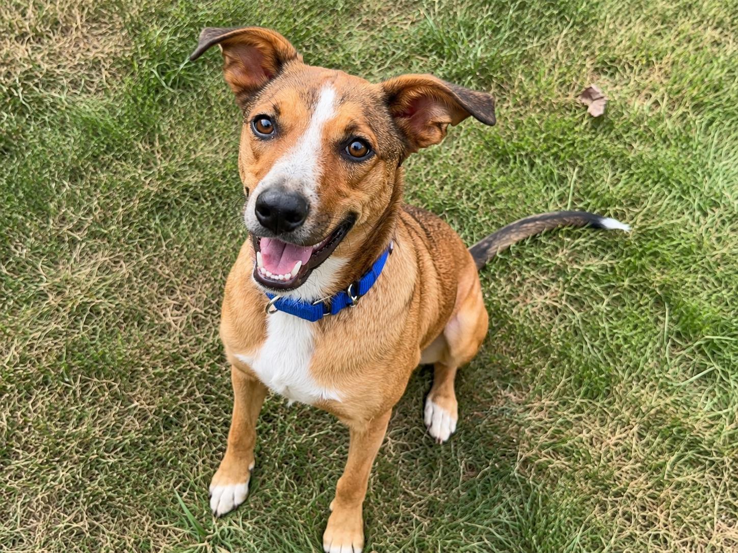 Cookie, ADOPTABLE, Puppy Female Mixed Breed.