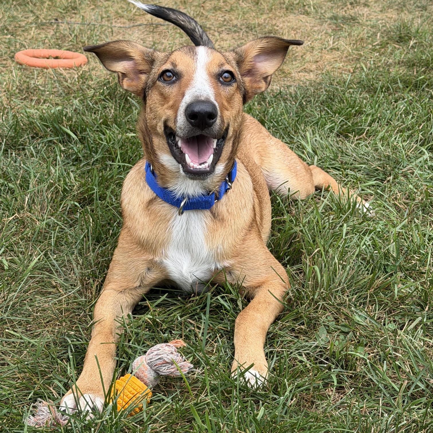 Enlarge Cookie, a ADOPTABLE Mixed Breed in Amery, WI image 2/3