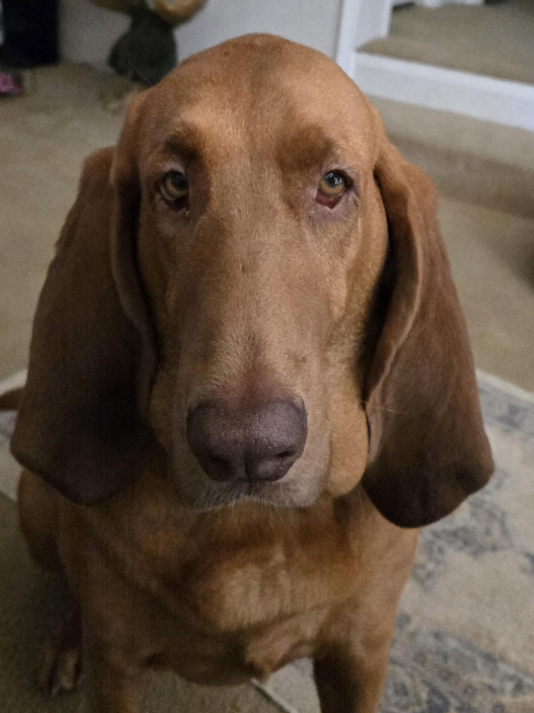 Enlarge Rose, a ADOPTABLE Bloodhound in Baker, LA image 1/5