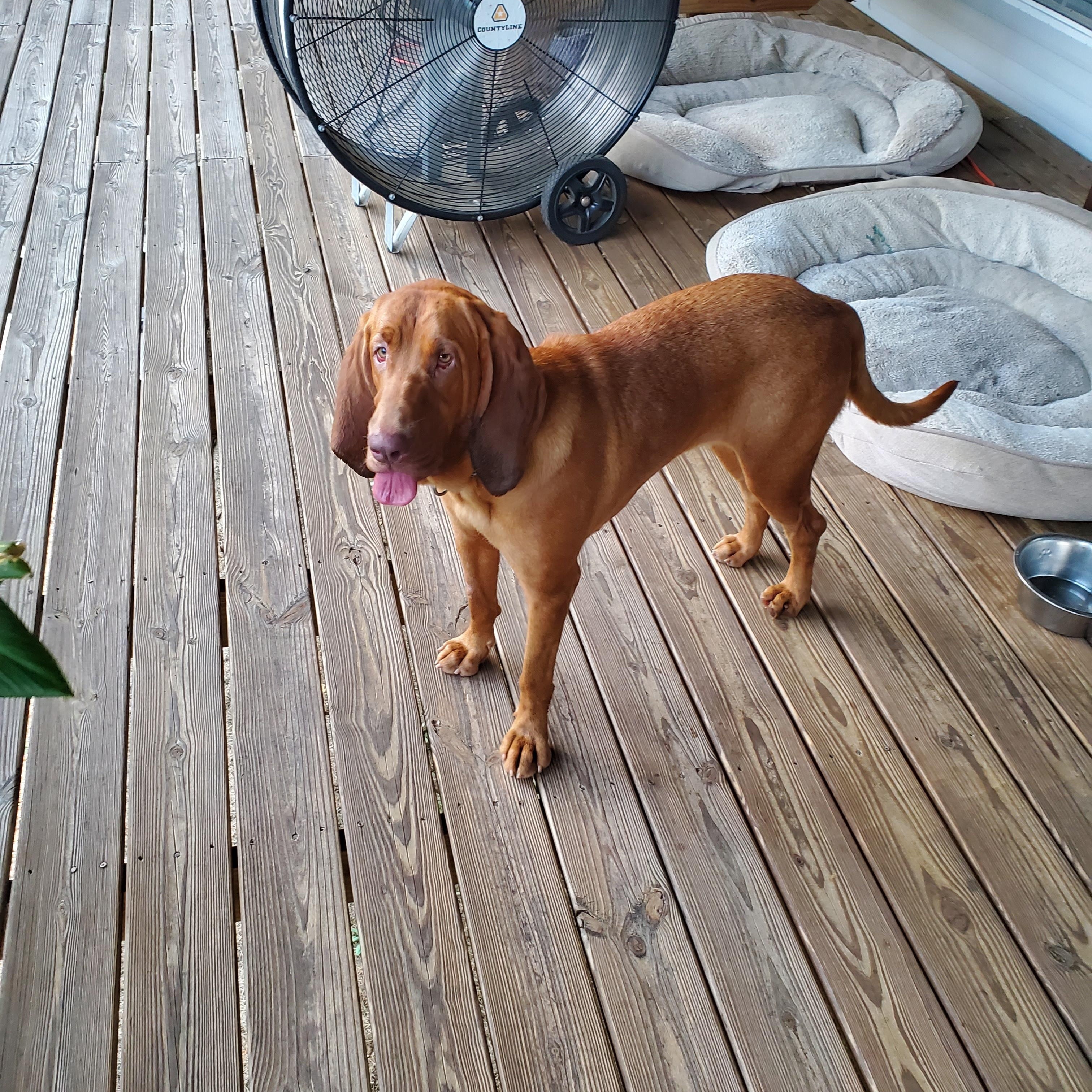 Enlarge Rose, a ADOPTABLE Bloodhound in Baker, LA image 5/5