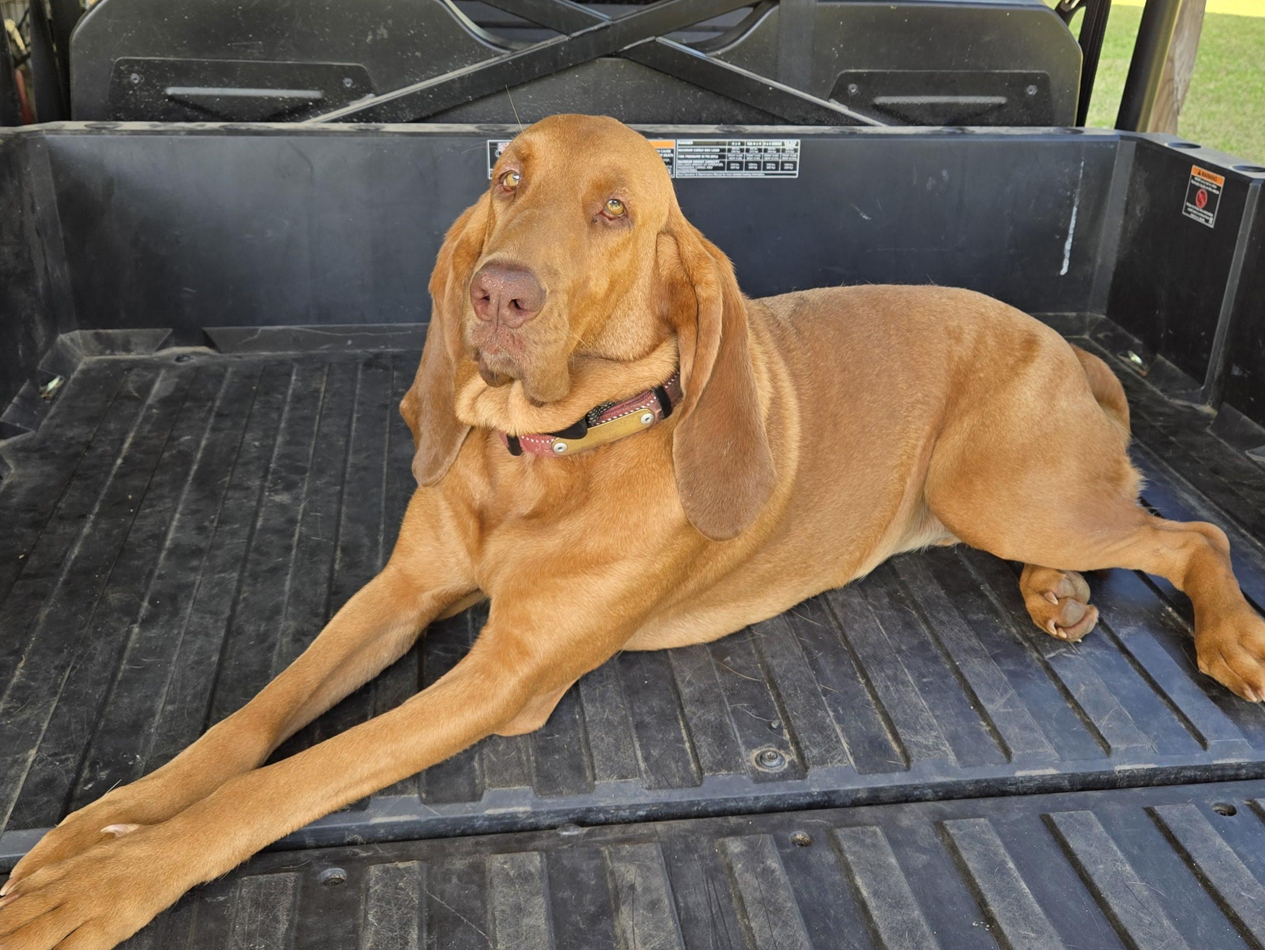 Enlarge Rose, a ADOPTABLE Bloodhound in Baker, LA image 2/5
