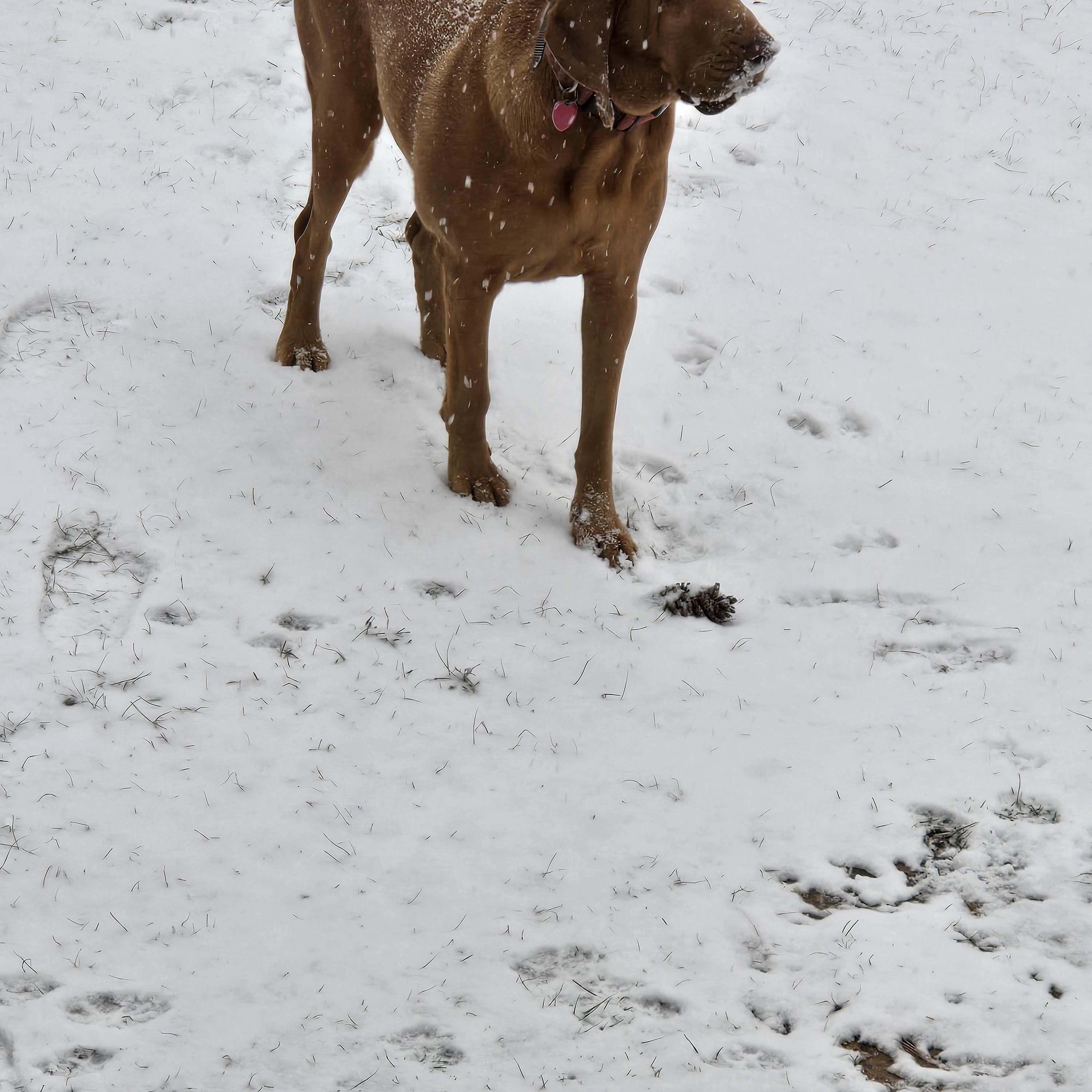 Enlarge Rose, a ADOPTABLE Bloodhound in Baker, LA image 4/5