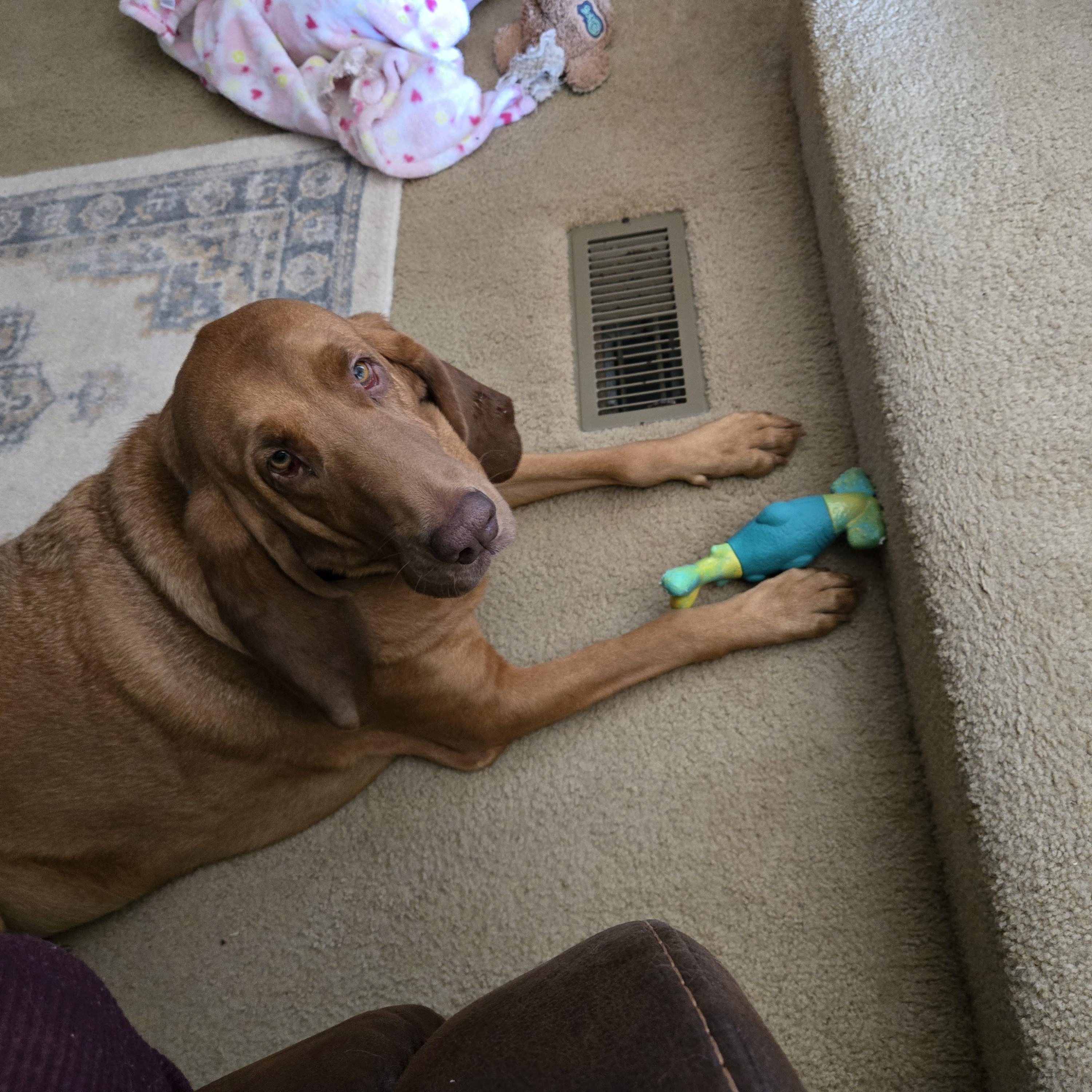 Enlarge Rose, a ADOPTABLE Bloodhound in Baker, LA image 3/5