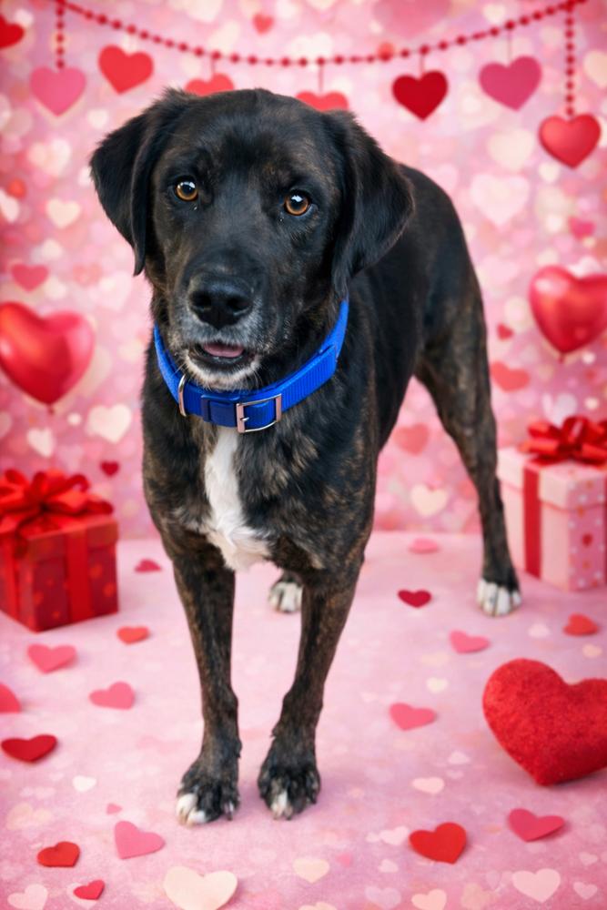 Venice - aka Vinnie, a Adoptable mixed breed in Lancaster, PA image 1/6