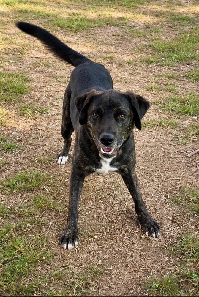 Enlarge Venice - aka Vinnie, a Adoptable mixed breed in Lancaster, PA image 2/6