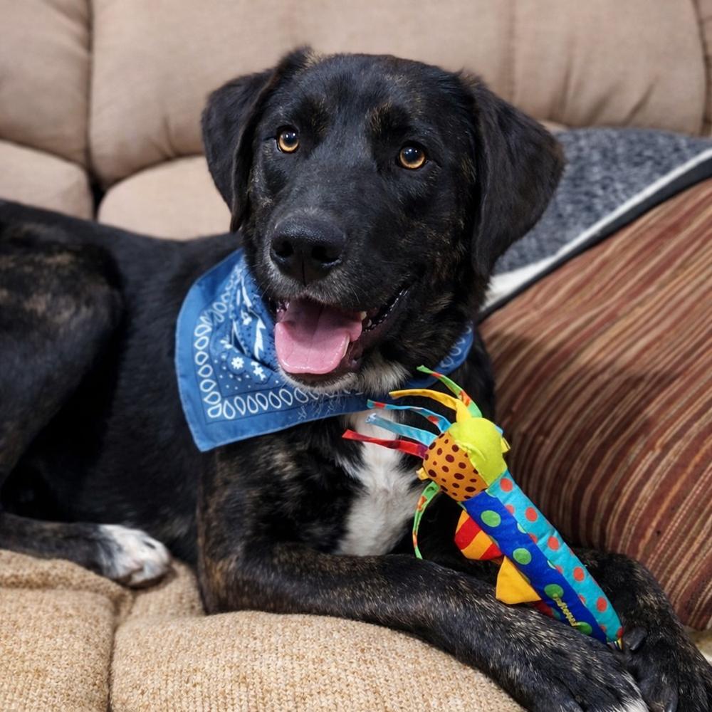 Venice - aka Vinnie, a Adoptable mixed breed in Lancaster, PA image 2/6