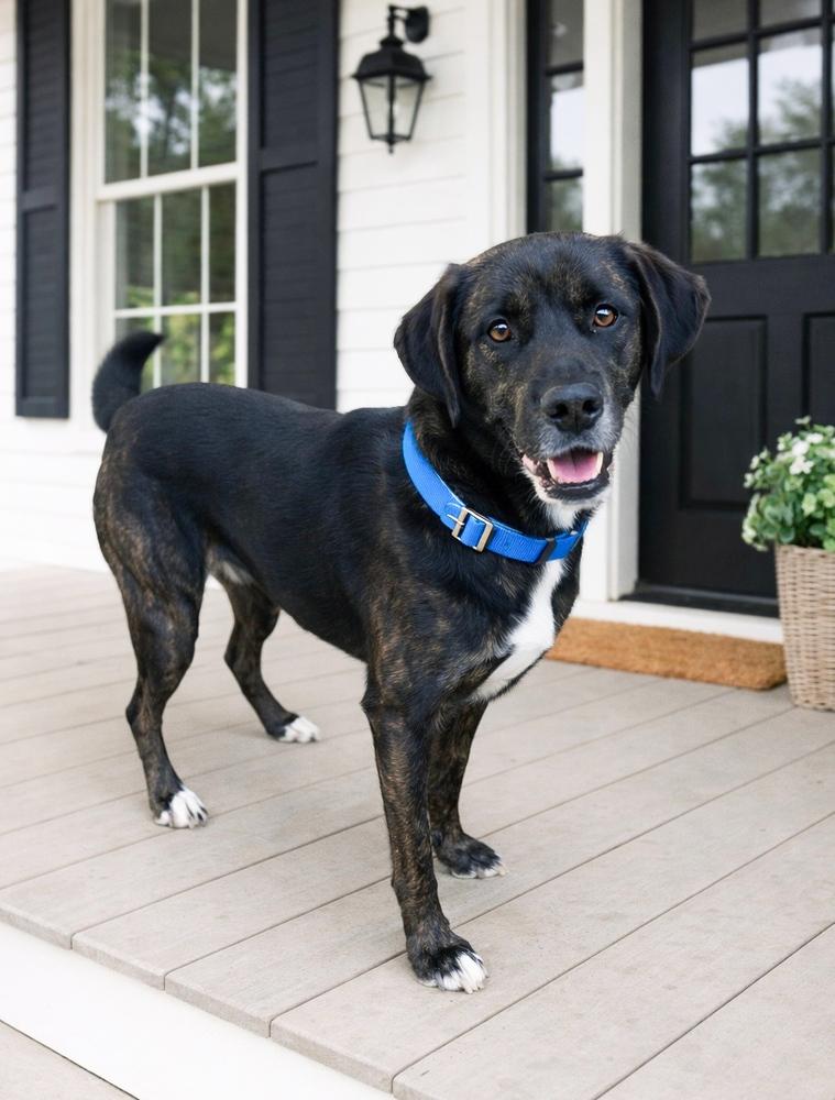 Venice - aka Vinnie, a Adoptable mixed breed in Lancaster, PA image 3/6