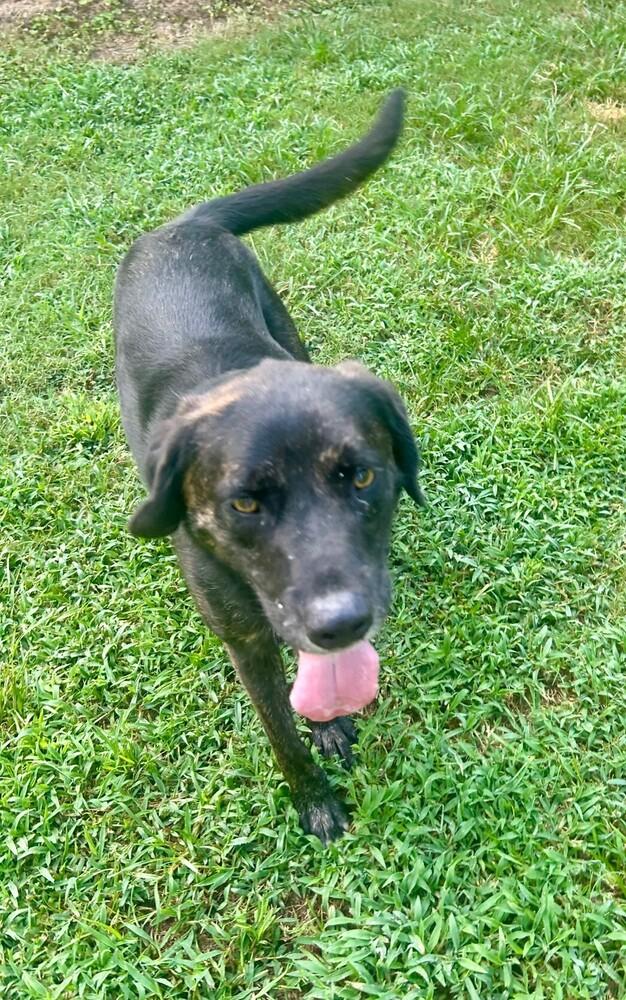 Venice - aka Vinnie, a Adoptable mixed breed in Lancaster, PA image 5/6