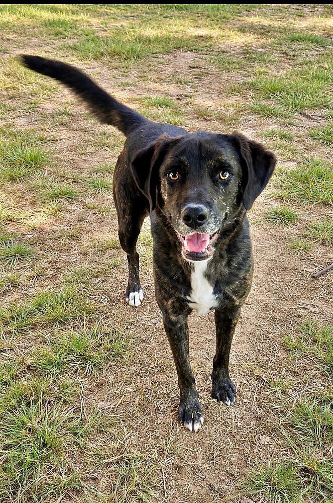 Enlarge Venice - aka Vinnie, a Adoptable mixed breed in Lancaster, PA image 5/6