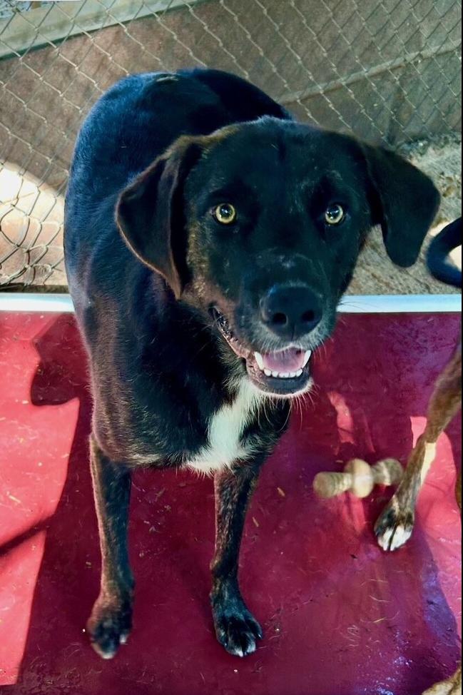 Venice - aka Vinnie, a Adoptable mixed breed in Lancaster, PA image 6/6