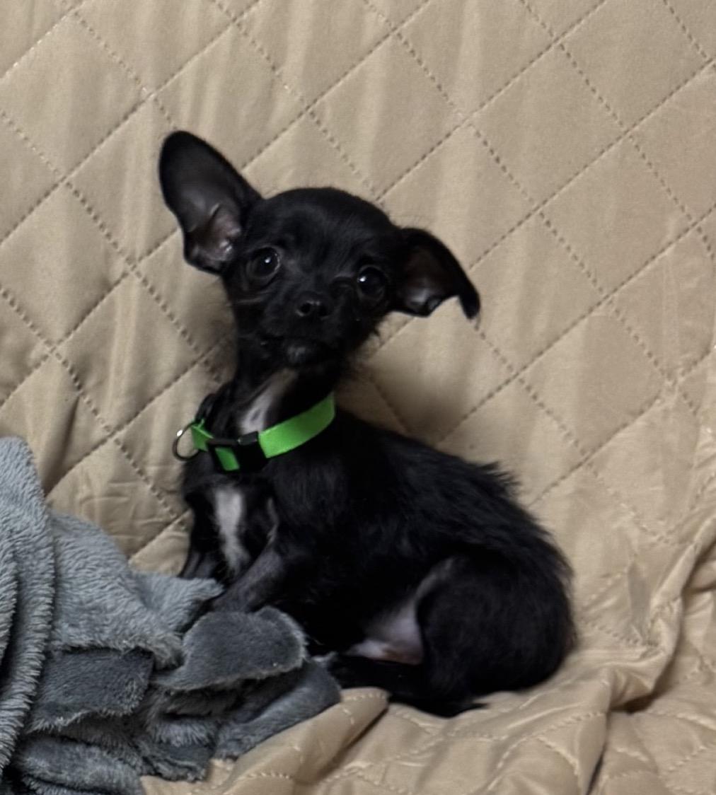 Enlarge Squirt (Inky), a Adoptable mixed breed in Hartland, MI image 1/2