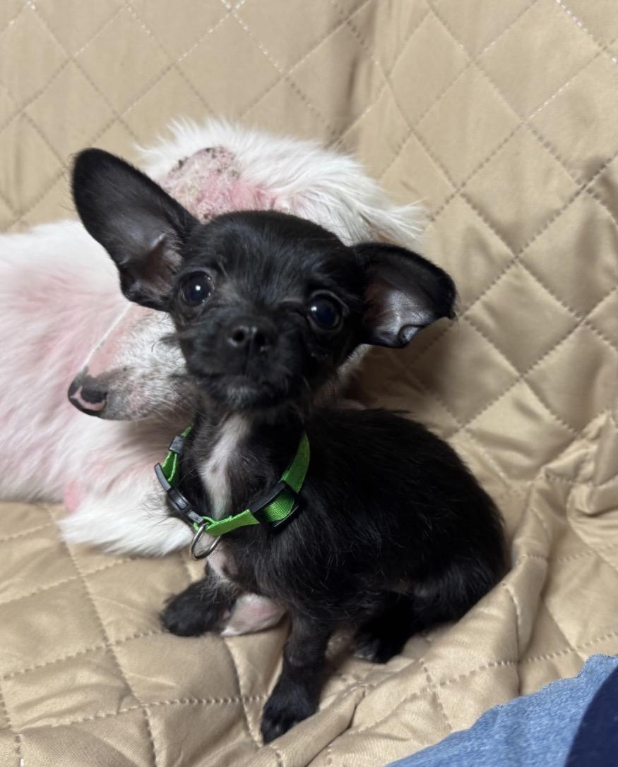 Enlarge Squirt (Inky), a Adoptable mixed breed in Hartland, MI image 2/2