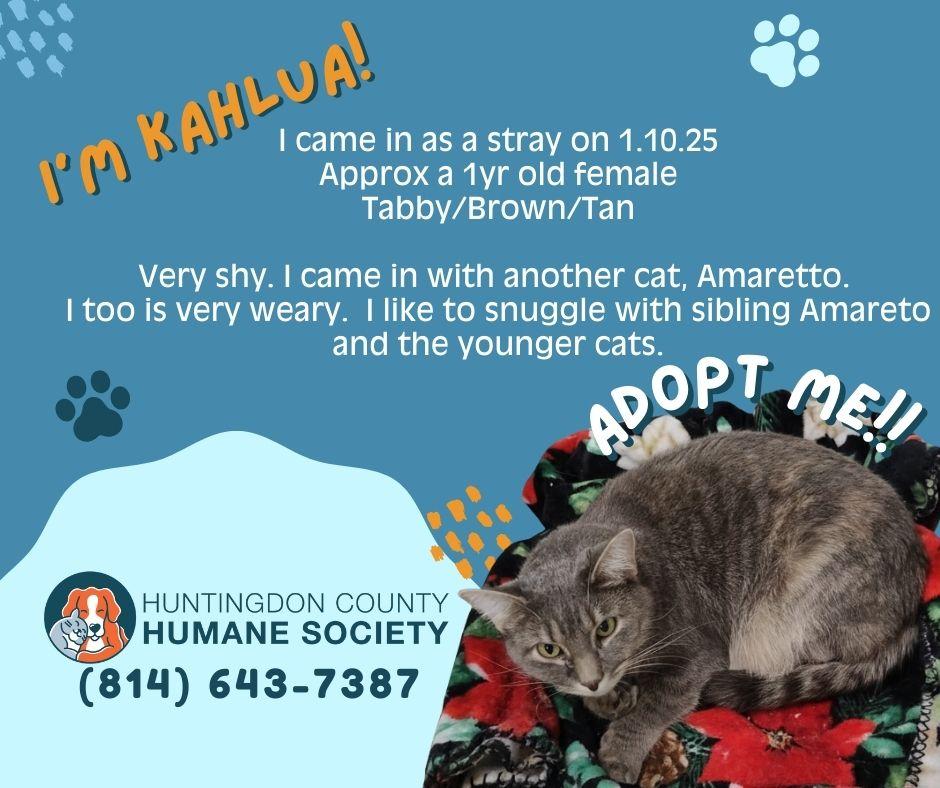 Kahlua, ADOPTABLE, Adult Female Domestic Short Hair.