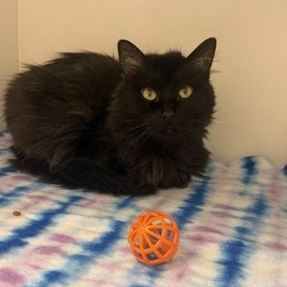 Chloe, Adopted, Senior Female Domestic Long Hair.