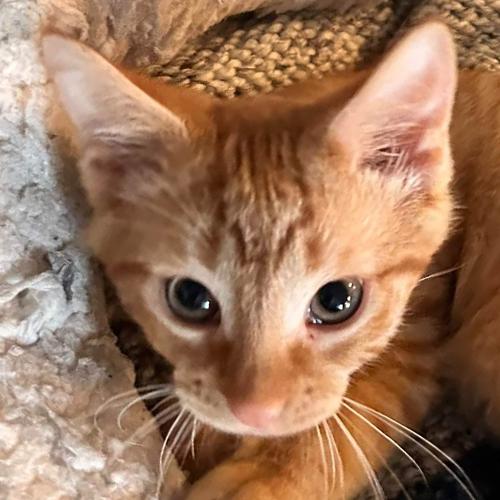Small Paul, Adopted, Kitten Male Domestic Short Hair.