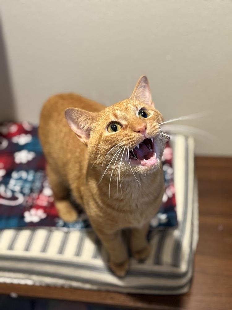 Balthazar — thumbnail 2