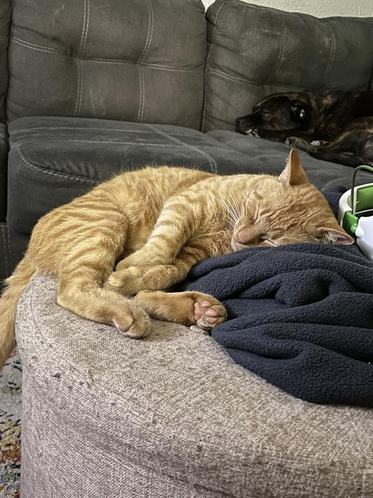 Balthazar — thumbnail 3