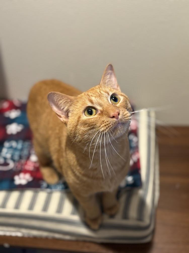 Balthazar — thumbnail 4