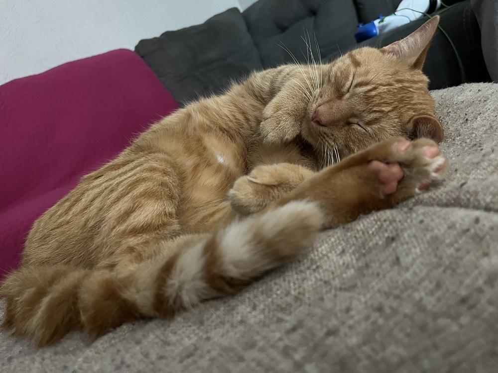 Balthazar — thumbnail 5