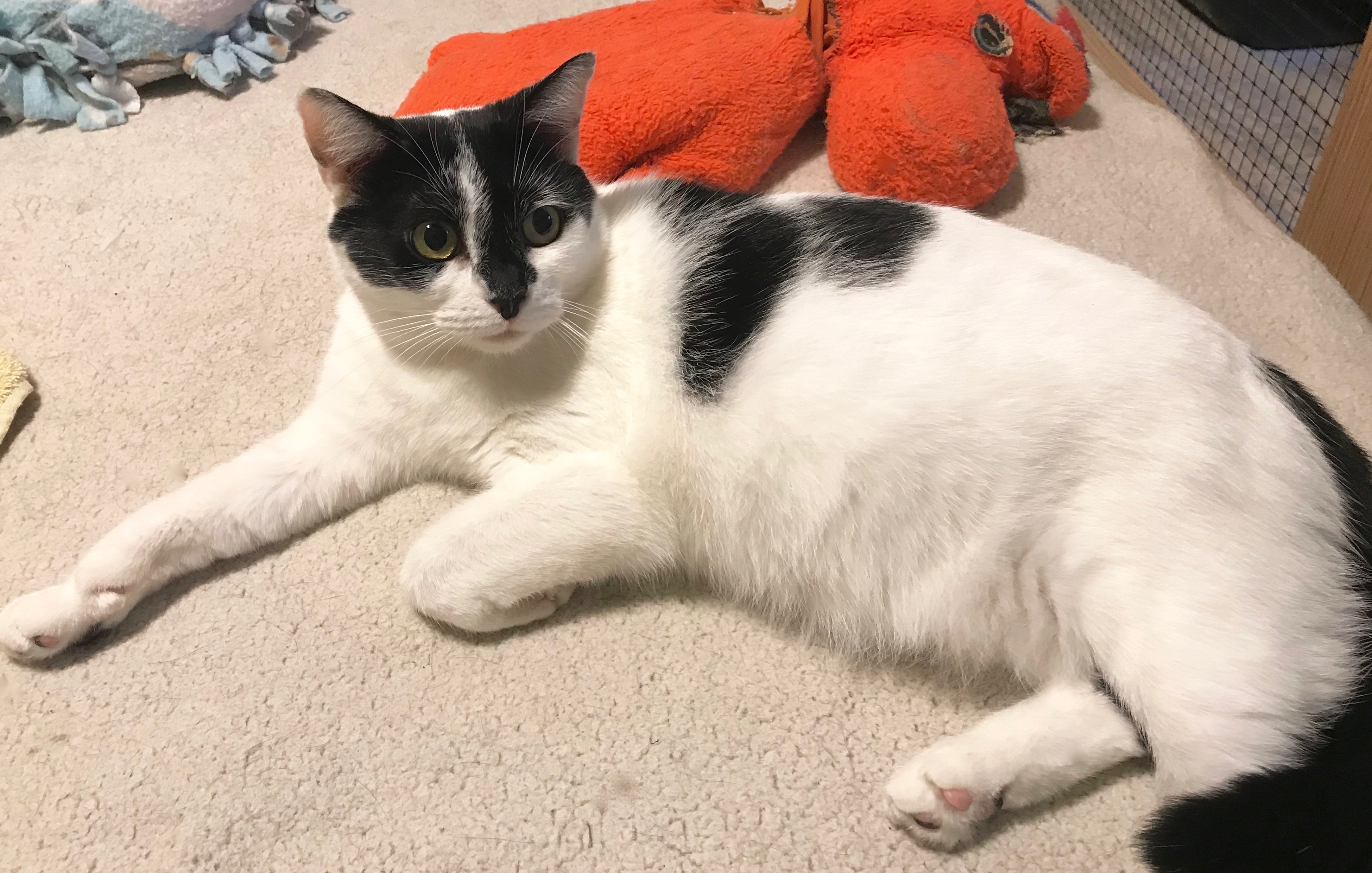 Mamaria (Special Adoption Fee), a Adoptable Domestic Short Hair in Smithfield, NC image 6/6