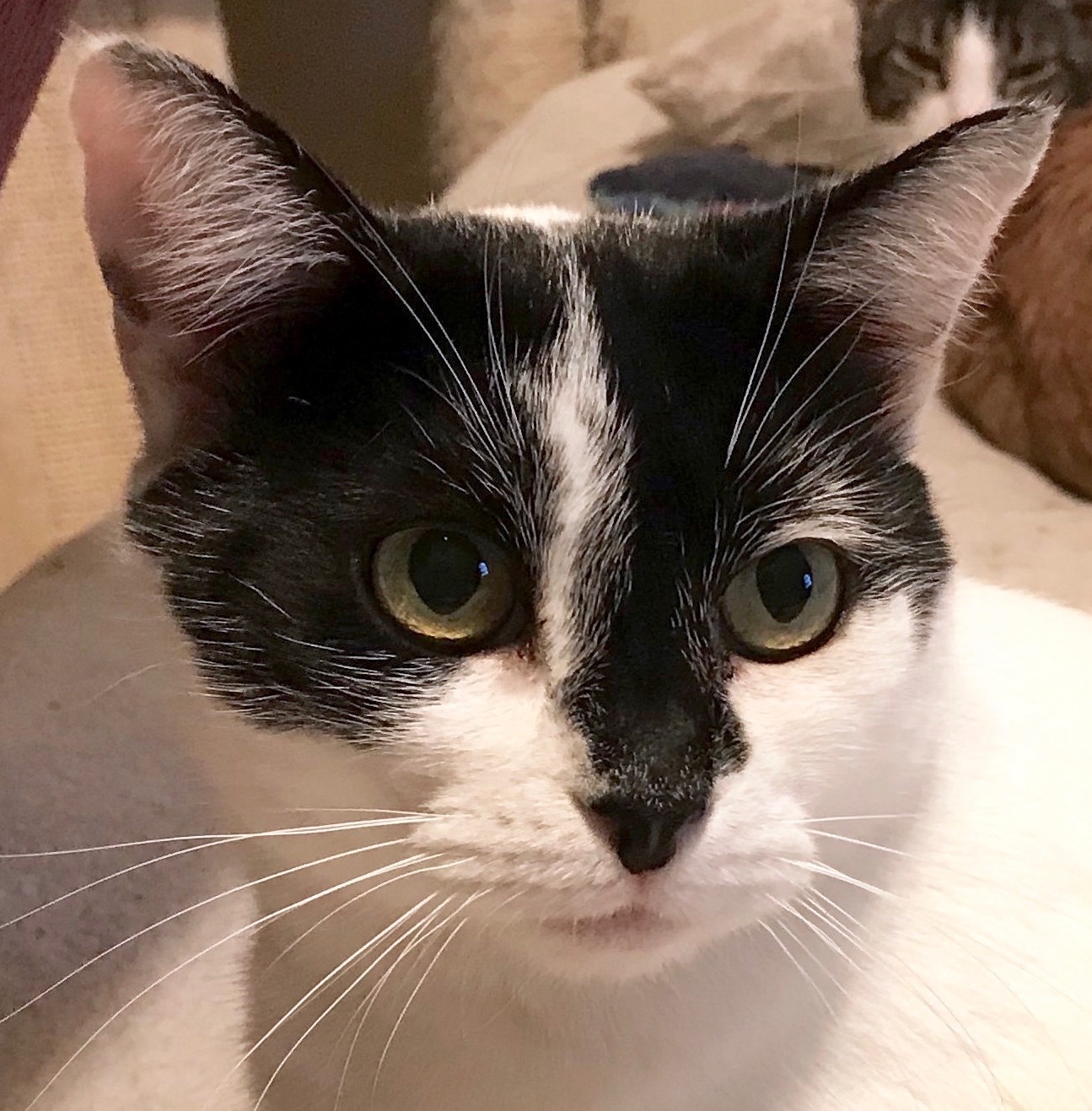 Mamaria (Special Adoption Fee), a Adoptable Domestic Short Hair in Smithfield, NC image 1/6