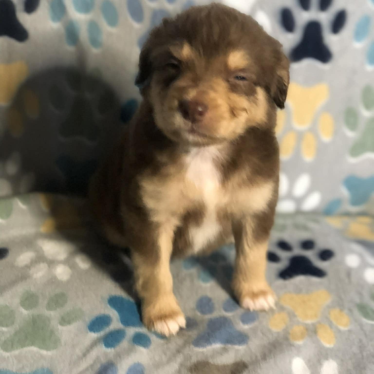 Enlarge Ollie , an adopted mixed breed in Campton, KY image 4/6