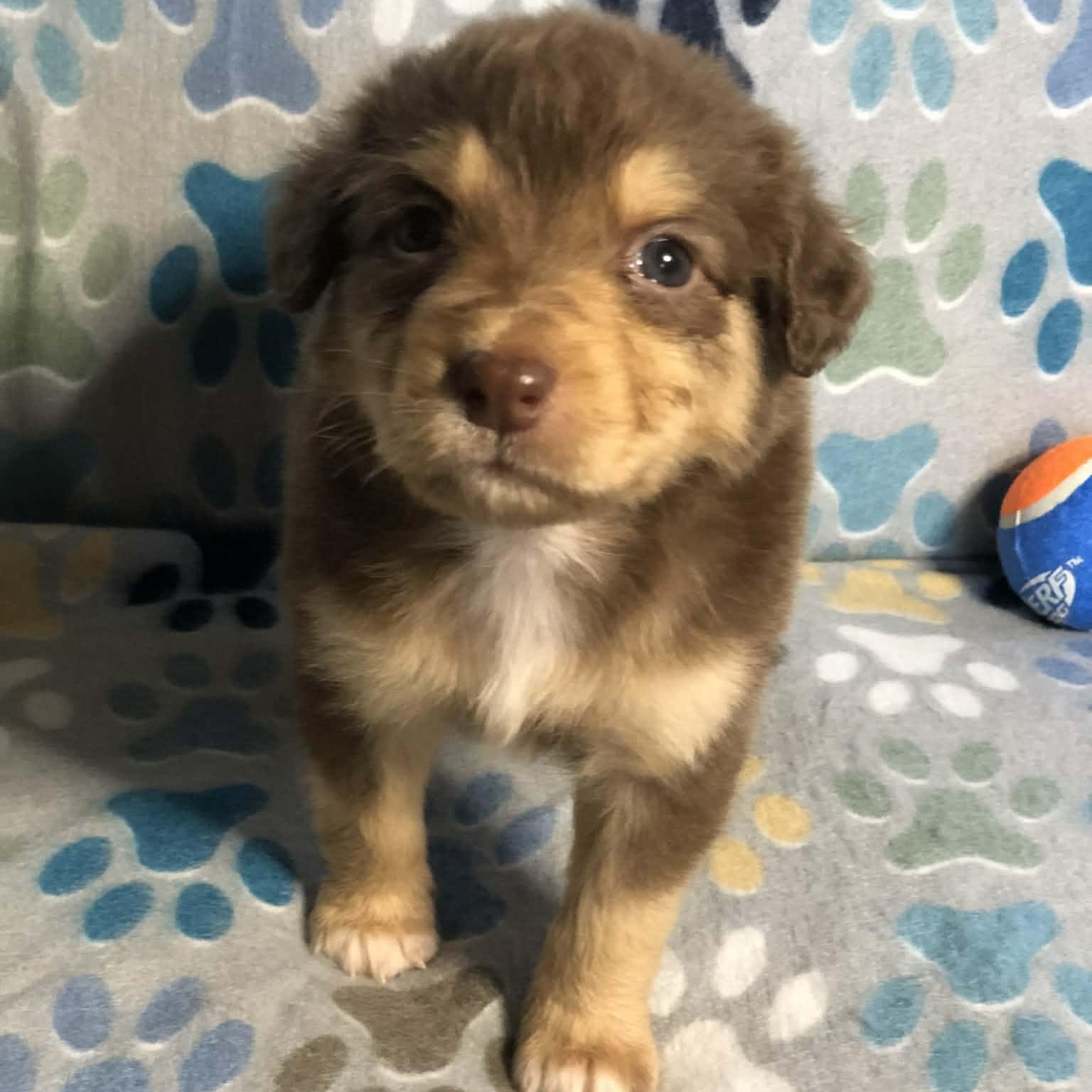 Enlarge Ollie , an adopted mixed breed in Campton, KY image 3/6