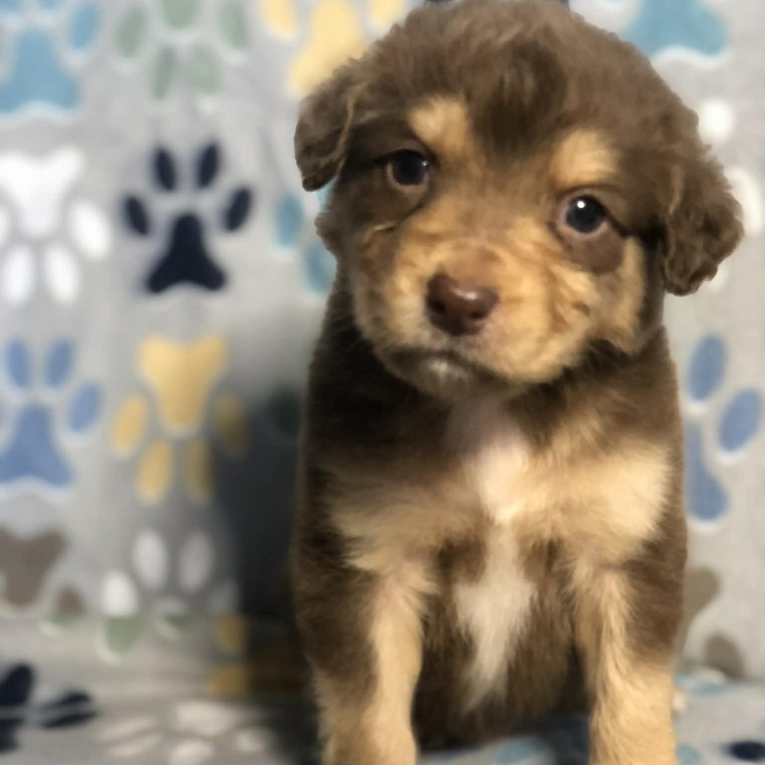 Enlarge Ollie , an adopted mixed breed in Campton, KY image 5/6