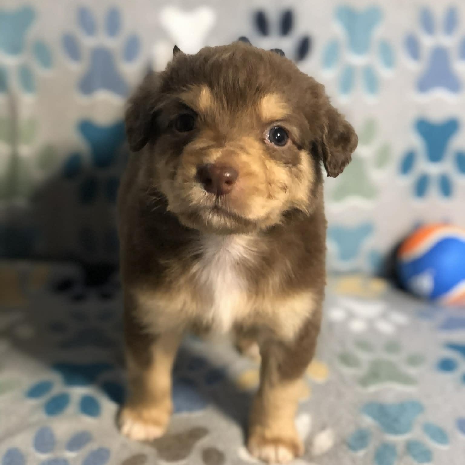 Enlarge Ollie , an adopted mixed breed in Campton, KY image 1/6